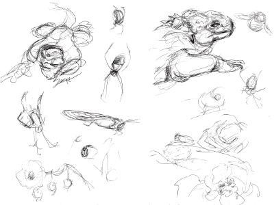 Galapagos sketches 15 Galapagos sketches 15