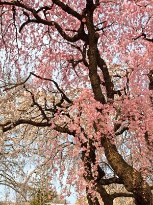 Cherry Tree Branches Cherry Tree Branches