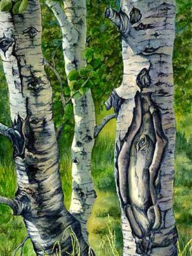 Summer Aspen Summer Aspen