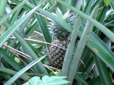 pineapple pineapple