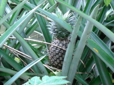 pineapple