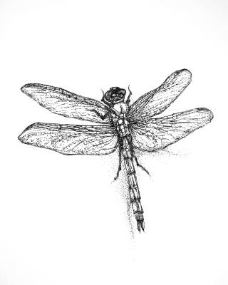 Dragonfly Dragonfly