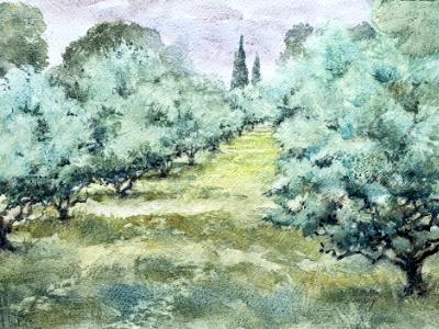 Olive Grove at St Remy de Provence, FR Olive Grove at St Remy de Provence, FR
