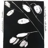 Lunaria 57: Luminous Ovals