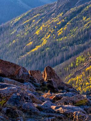 Forest Canyon Autumn Angles Forest Canyon Autumn Angles