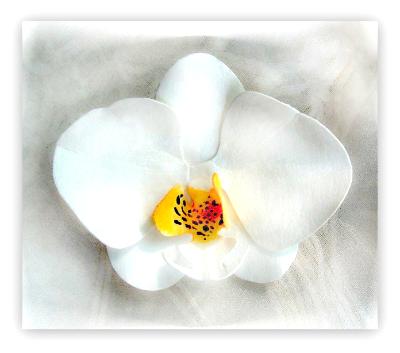 White Phalaenopsis Orchid Pin White Phalaenopsis Orchid Pin