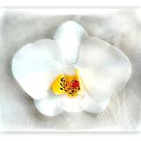 White Phalaenopsis Orchid Pin