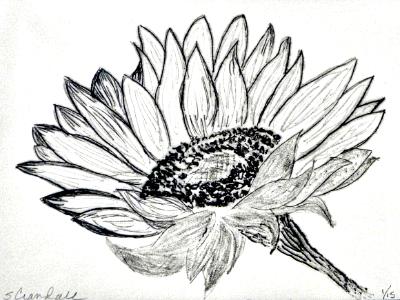 Helianthus I Helianthus I