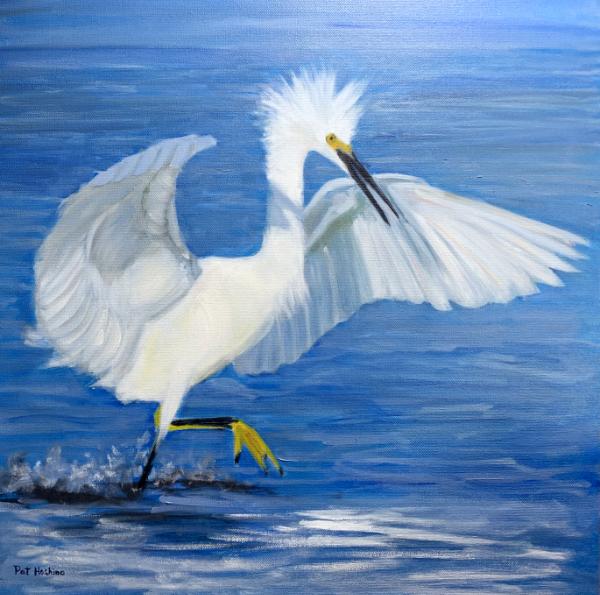 Snowy Egret on Water