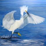 Snowy Egret on Water