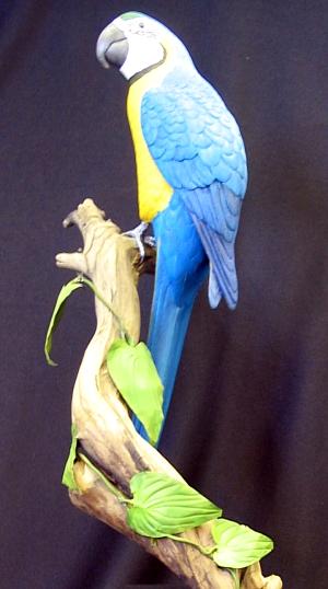  Third size Blue and Gold Macaw