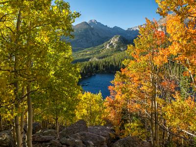 Aspen Color at Rocky Mountain National Park Aspen Color at Rocky Mountain National Park