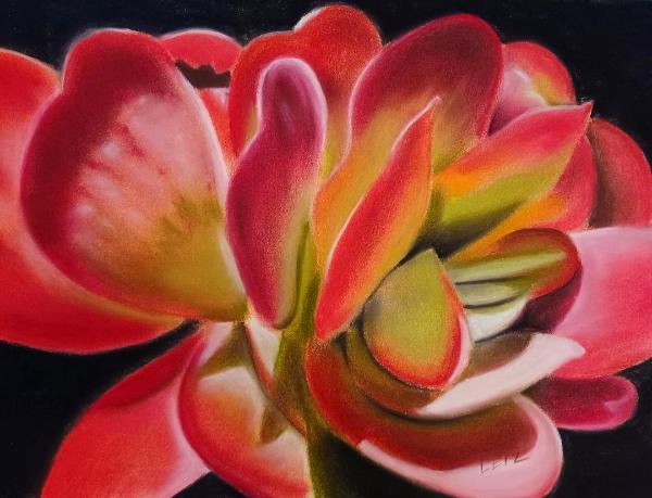 "Kalanchoe 'solar eclipse"