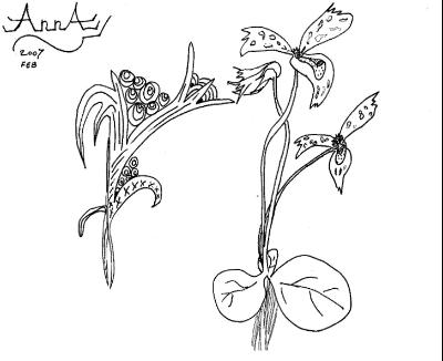 "Orchids" "Orchids"