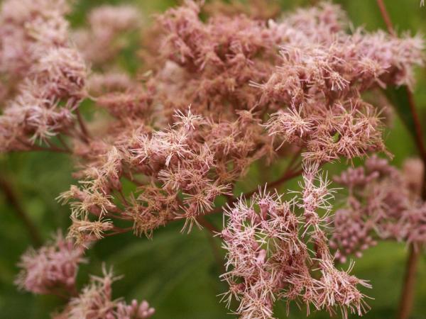 Joe Pye Weed