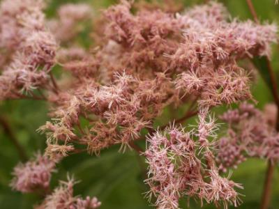 Joe Pye Weed Joe Pye Weed