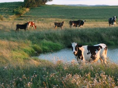 Sunlit Cows