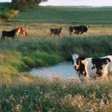 Sunlit Cows