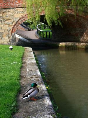 Canal Duck Canal Duck