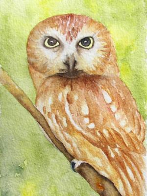 Saw-whet Owl Saw-whet Owl