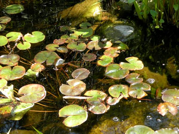 Quail Gardens