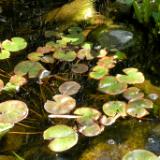 Quail Gardens