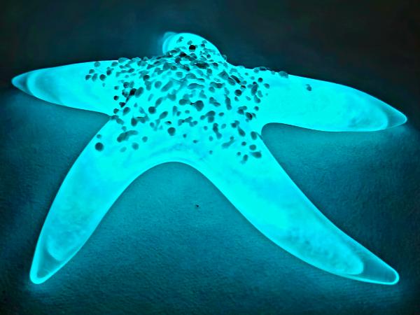 #02252607 Starfish Glows in the dark 7.25'' W Iridised  $100.00