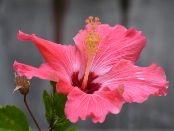 Hibiscus