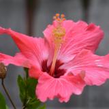 Hibiscus