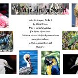 Note Cards: Birds II--Exotic Birds