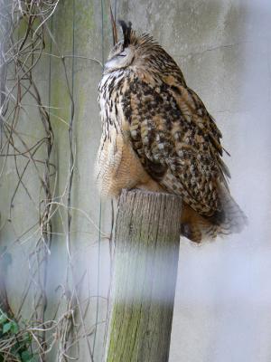 Sleepy Owl