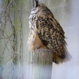 Sleepy Owl