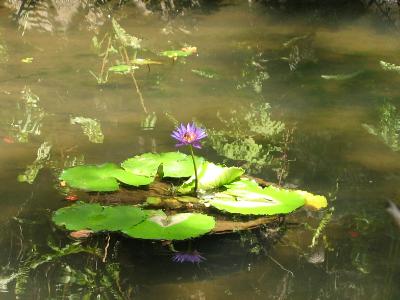 Waterlily Flower