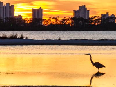 Heron Silhouette and Perdido Key Heron Silhouette and Perdido Key