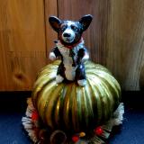 Black headed tri on golden Pumpkin