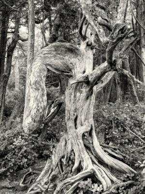 Black and White Ucluelet Ent Black and White Ucluelet Ent