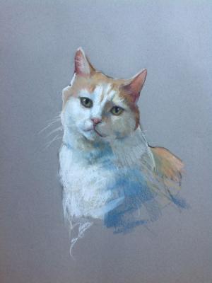 Cat 12x16" pastel Cat 12x16" pastel