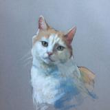 Cat 12x16" pastel