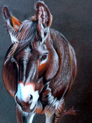 Dreamy Donkey Dreamy Donkey
