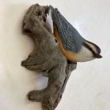 Red Breasted Nuthatch #39