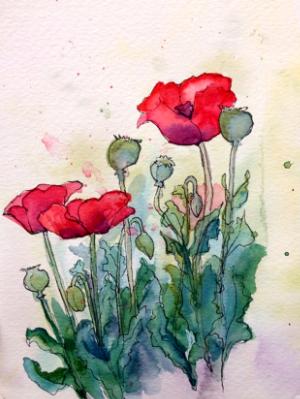 Two Poppies