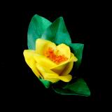 Golden Camellia Chrysantha Hair Clip 