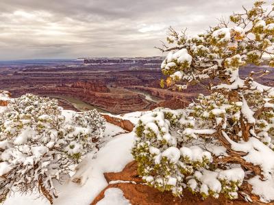 Spring Snow on Dead Horse Junipers Spring Snow on Dead Horse Junipers