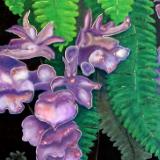 Plants/Animals Plants/Animals