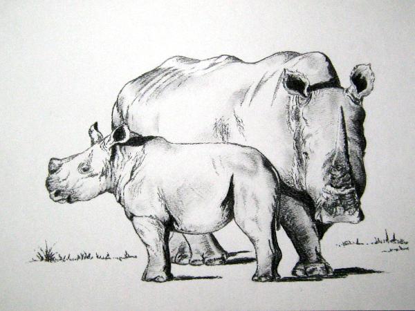 White Rhino mother & baby
