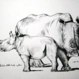White Rhino mother & baby