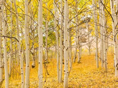 Aspen Forest Golden Carpet Aspen Forest Golden Carpet
