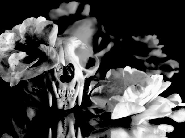 Still Life with Skull