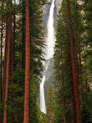 Yosemite Falls Tall Tree View Yosemite Falls Tall Tree View
