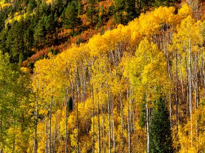 Aspen Mountainside at McClure Pass Aspen Mountainside at McClure Pass